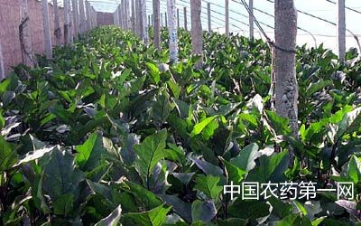 高温期茄子砧木育苗六注意