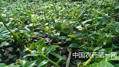 中药材田常用除草剂及其使用注意事项