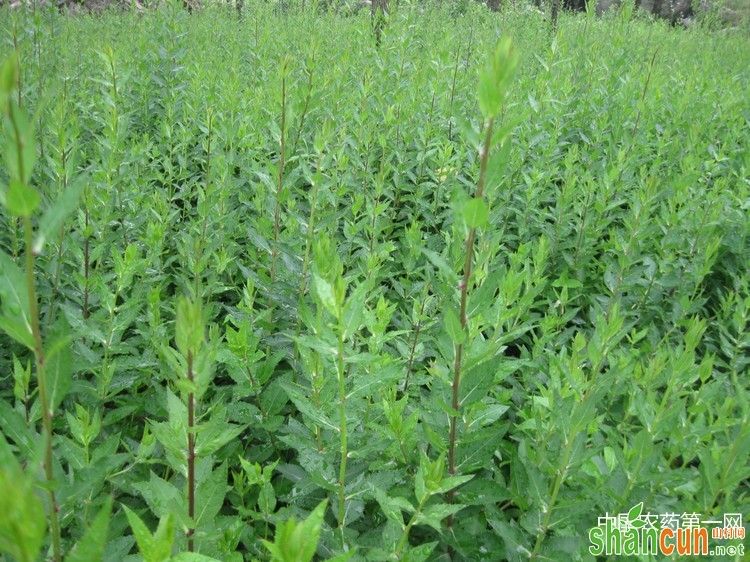 桔梗规范化种植技术要点