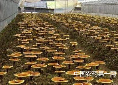 大棚蘑菇栽培技术要点