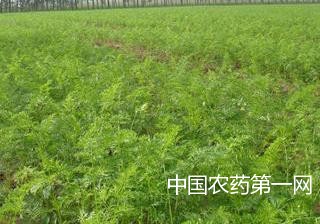 胡萝卜除草剂播前使用效果好