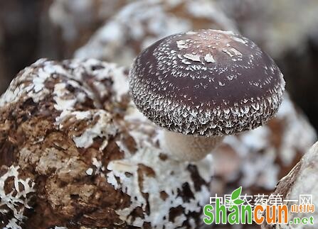 高温蘑菇栽培技术