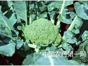 夏播栽培青花菜需注意事项