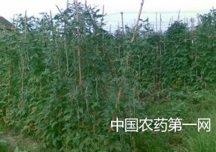 豇豆高产的施肥秘笈