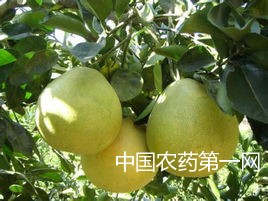 早熟蜜柚壮果肥怎样施？