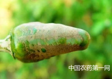 茶黄螨的识别与综合防治