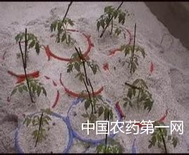 番茄无土育苗的培育技术