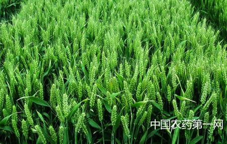 小麦抗旱增产技术