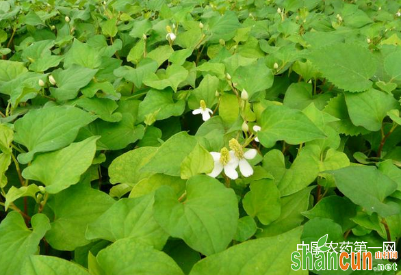 鱼腥草种植技术