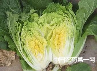 娃娃菜生长期应该打几次药