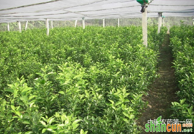 脐橙苗定植管理技术