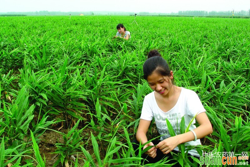 大姜种植规范化管理方案