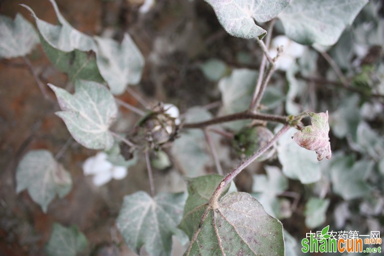 如何防治棉花烂桃