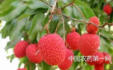 防治荔枝、龙眼蒂蛀虫要选准时间用准药剂