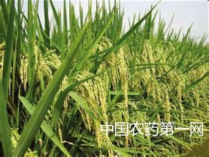 如何提高杂交水稻发芽率