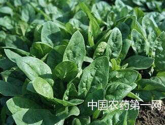 菠菜无公害用药技术