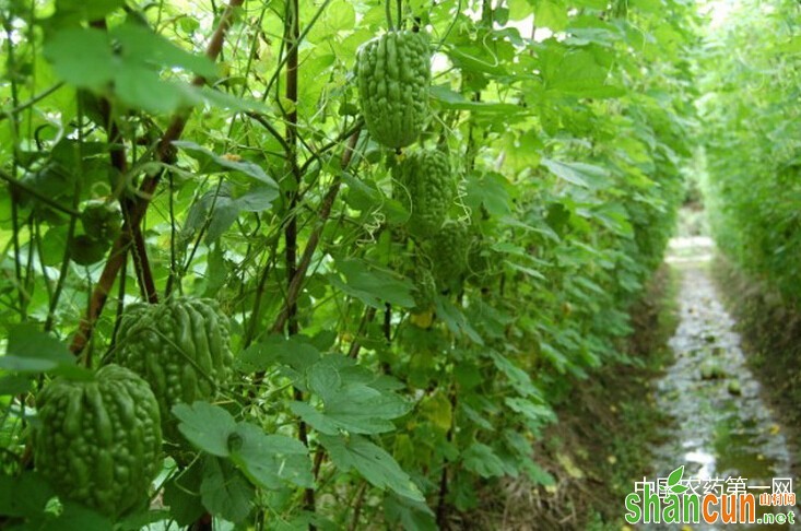 大棚苦瓜定植后如何管理