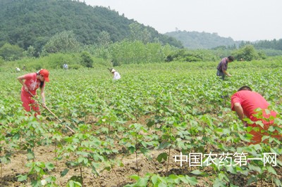 2016年长江流域棉区灾后生产技术指导意见