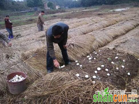 蘑菇无粪料栽培技巧