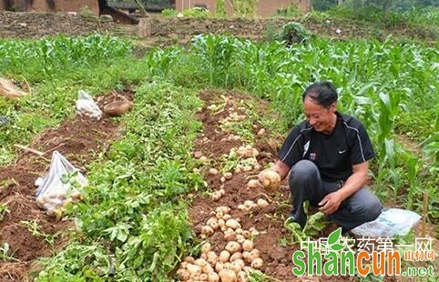 土豆种植过程中用什么肥好