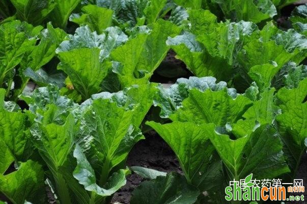 秋大白菜肥料你准备好了吗？