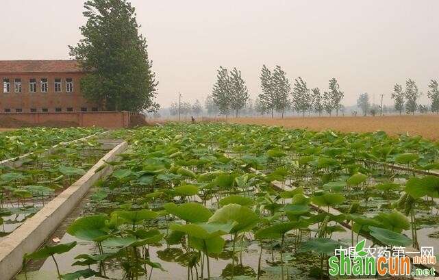 浅水藕的种植栽培技术