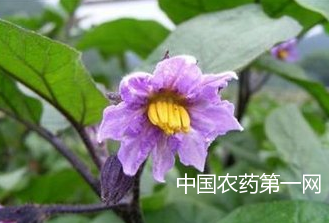 大棚茄子落花落果应注意