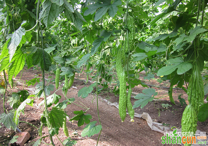 大棚苦瓜定植后的管理