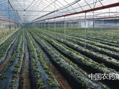 草莓水肥一体化施肥技术