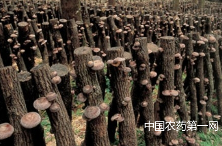 椴木香菇种植方法技巧