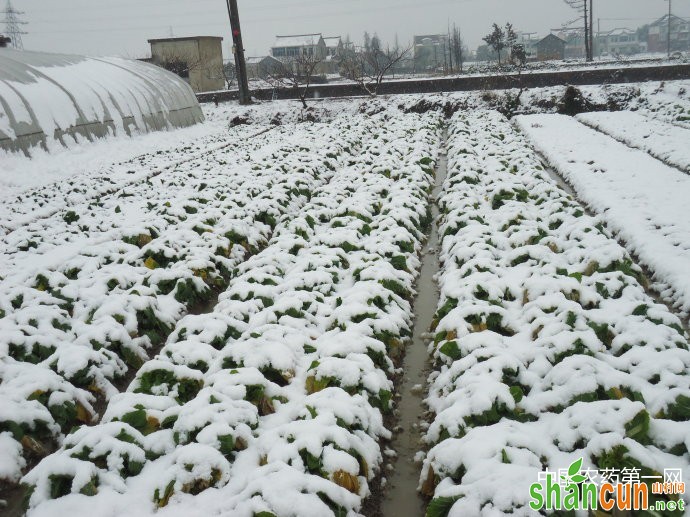 雪后棚室蔬菜保温防冻措施