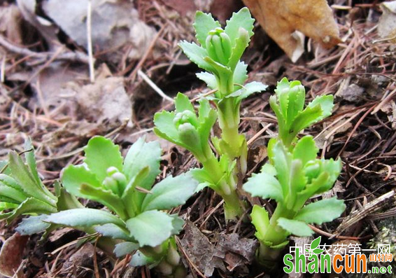 豆瓣菜露天种植