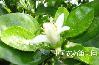 玳玳花茶盆栽要点