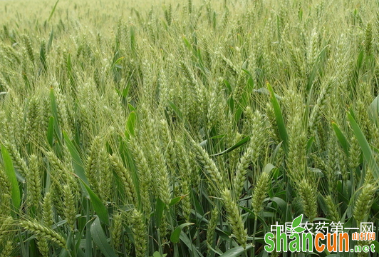 小麦需钾量大应平衡施肥