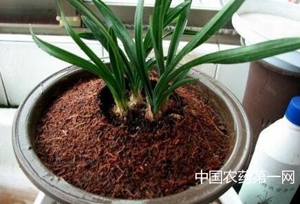 兰花种植怎么施肥好？