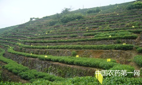 茶叶统防统治与绿色防控融合技术