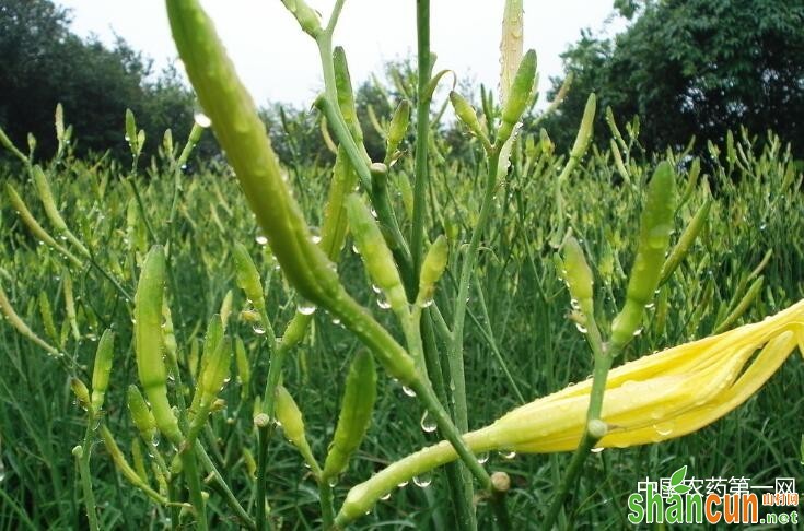 黄花菜种植技术