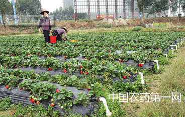 微灌施肥注意事项