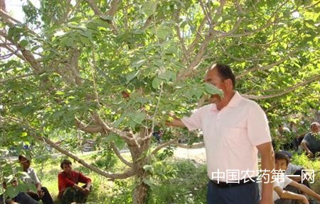 苹果树六种特殊情况下的修剪