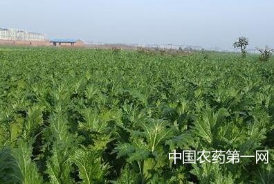 茎用芥菜怎么施肥好？