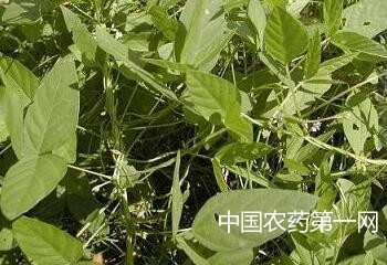 种植大豆怎么防止低产？