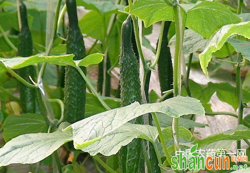 冬春季节棚室黄瓜种植技术