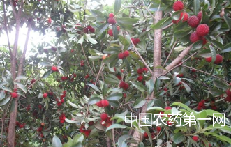 乌梅种植技术要点