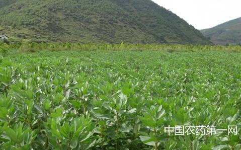 反季节蚕豆种植技术