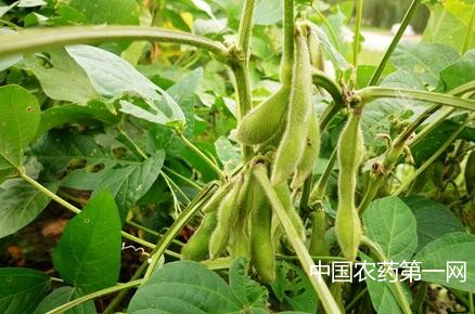 毛豆高产措施