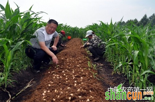 玉米套种草菇技术