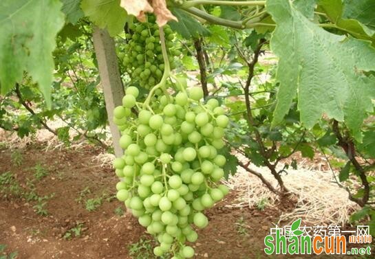 葡萄生长季施钾肥，要重视这七个方面