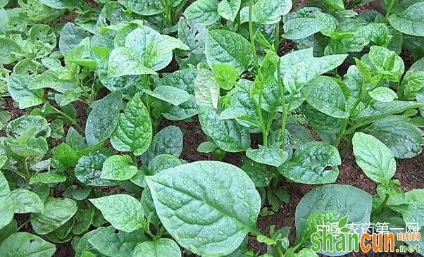 绿色蔬菜如何正确施用化肥？