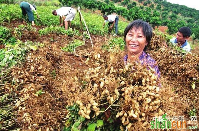 花生高产生产技术