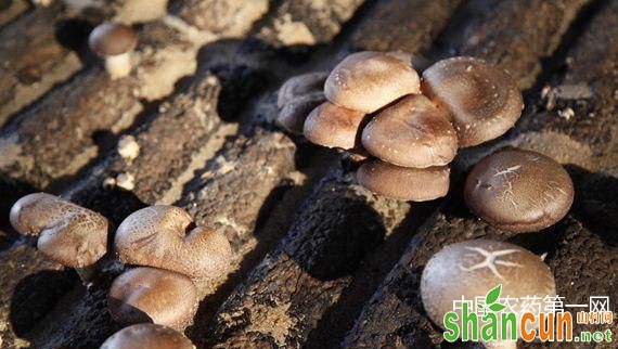 如何产出有机蘑菇